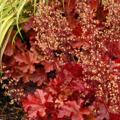 Heuchera 'Mahogany'