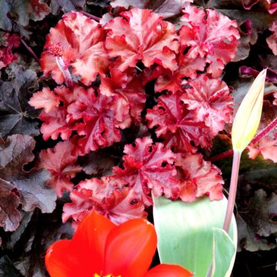 Heuchera 'Mahogany'