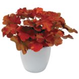 Heuchera 'Mahogany'