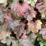 Heuchera 'Mardi Gras'