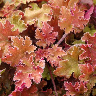 Heuchera 'Marmalade'