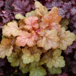 Heuchera 'Midas Touch'