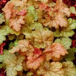 Heuchera 'Midas Touch'