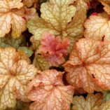 Heuchera 'Midas Touch'