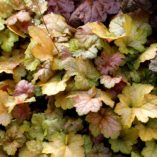 Heuchera 'Midas Touch'