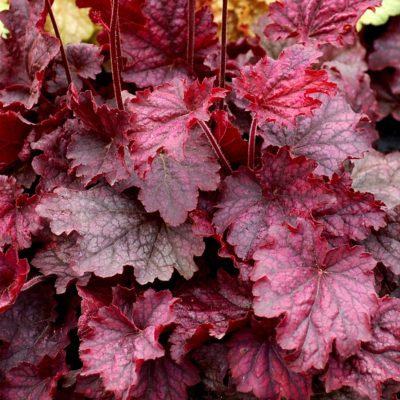 Heuchera 'Midnight Bayou'