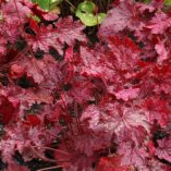 Heuchera 'Midnight Bayou'