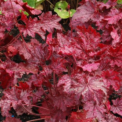 Heuchera 'Midnight Bayou'