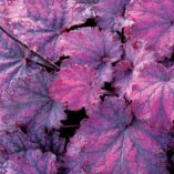 Heuchera 'Midnight Bayou'