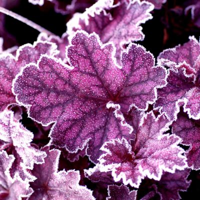 Heuchera 'Midnight Bayou'