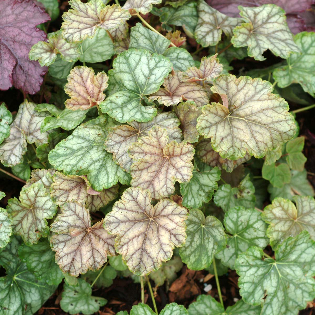 Heuchera 'Mint Frost'