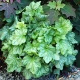 Heuchera 'Mint Julep'