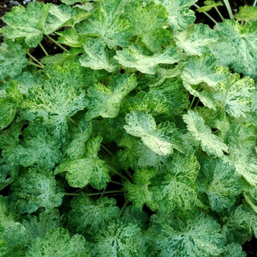 Heuchera 'Monet'