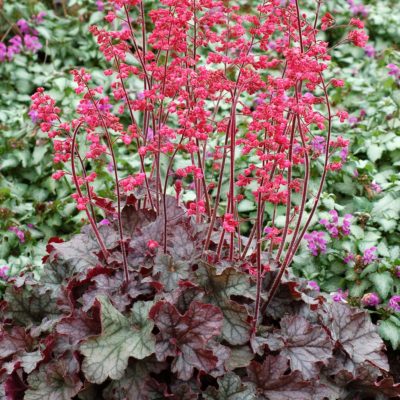 Heuchera 'Mysteria'