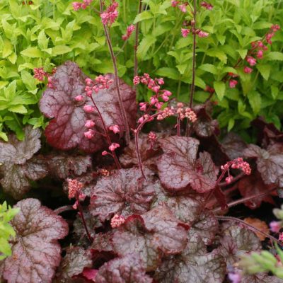 Heuchera 'Mysteria'