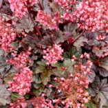 Heuchera 'Mysteria'