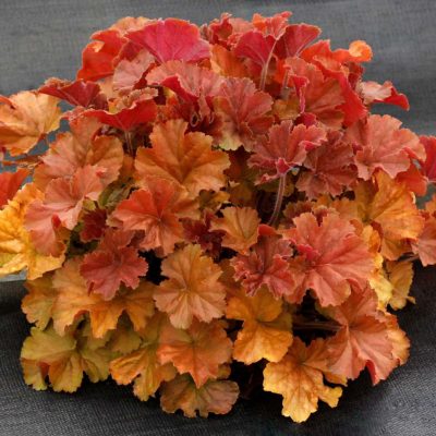 Heuchera NORTHERN EXPOSURE™ 'Amber'