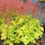 Heuchera NORTHERN EXPOSURE™ 'Lime'