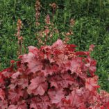 Heuchera NORTHERN EXPOSURE™ 'Red'