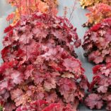 Heuchera NORTHERN EXPOSURE™ 'Red'