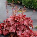 Heuchera NORTHERN EXPOSURE™ 'Red'