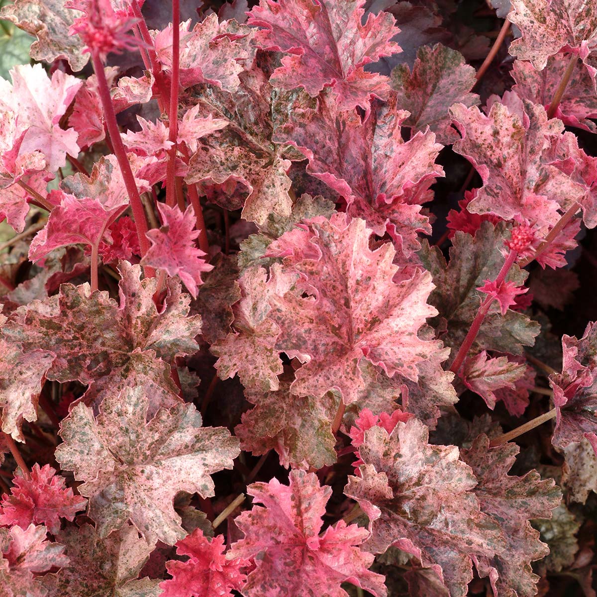 Heuchera 'Peachy Keen'