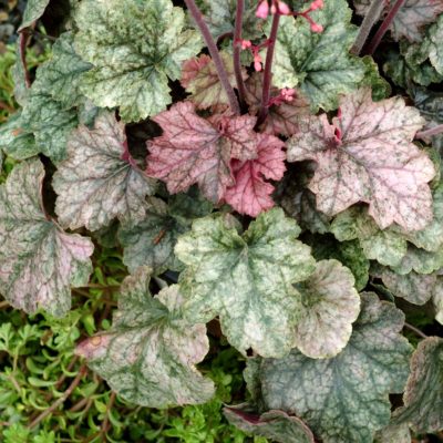 Heuchera 'Peachy Keen'