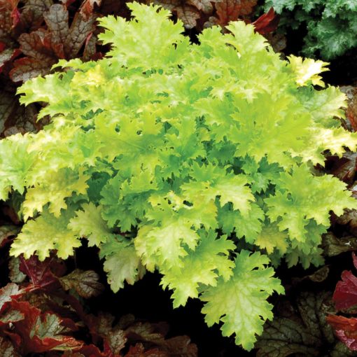 Heuchera 'Pear Crisp'