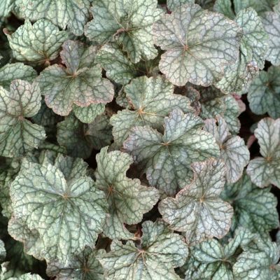 Heuchera 'Pewter Veil'