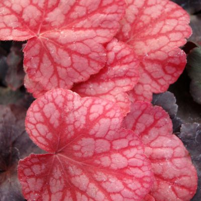 Heuchera 'Pewter Veil'