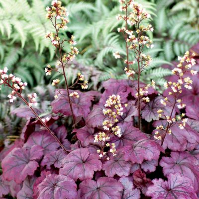 Heuchera 'Plum Royale'