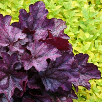 Heuchera 'Plum Royale'