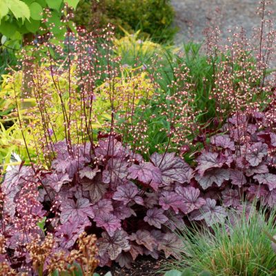 Heuchera 'Plum Royale'