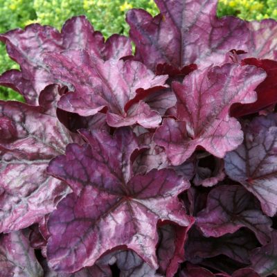 Heuchera 'Plum Royale'