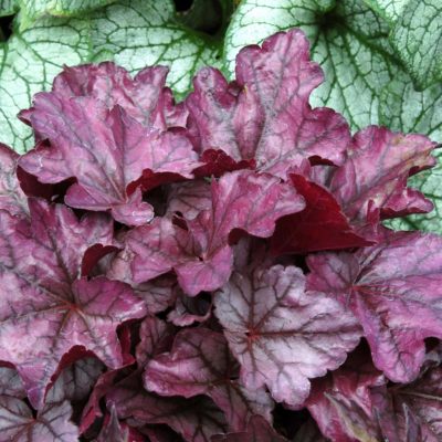 Heuchera 'Plum Royale'