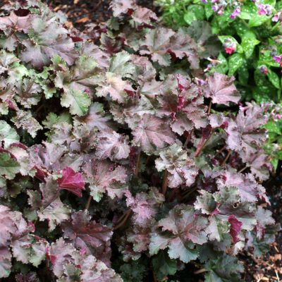 Heuchera 'Purple Petticoats'