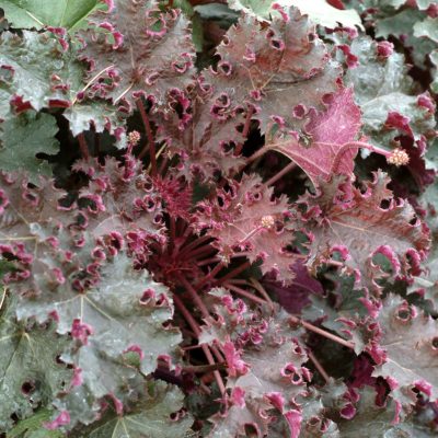 Heuchera 'Purple Petticoats'