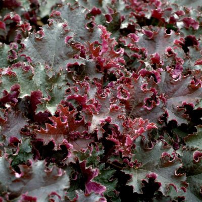 Heuchera 'Purple Petticoats'