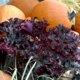 Heuchera 'Purple Petticoats'