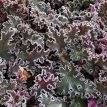 Heuchera 'Purple Petticoats'