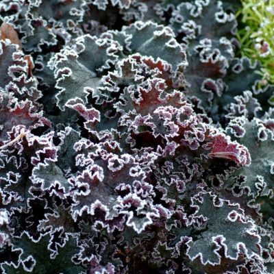 Heuchera 'Purple Petticoats'