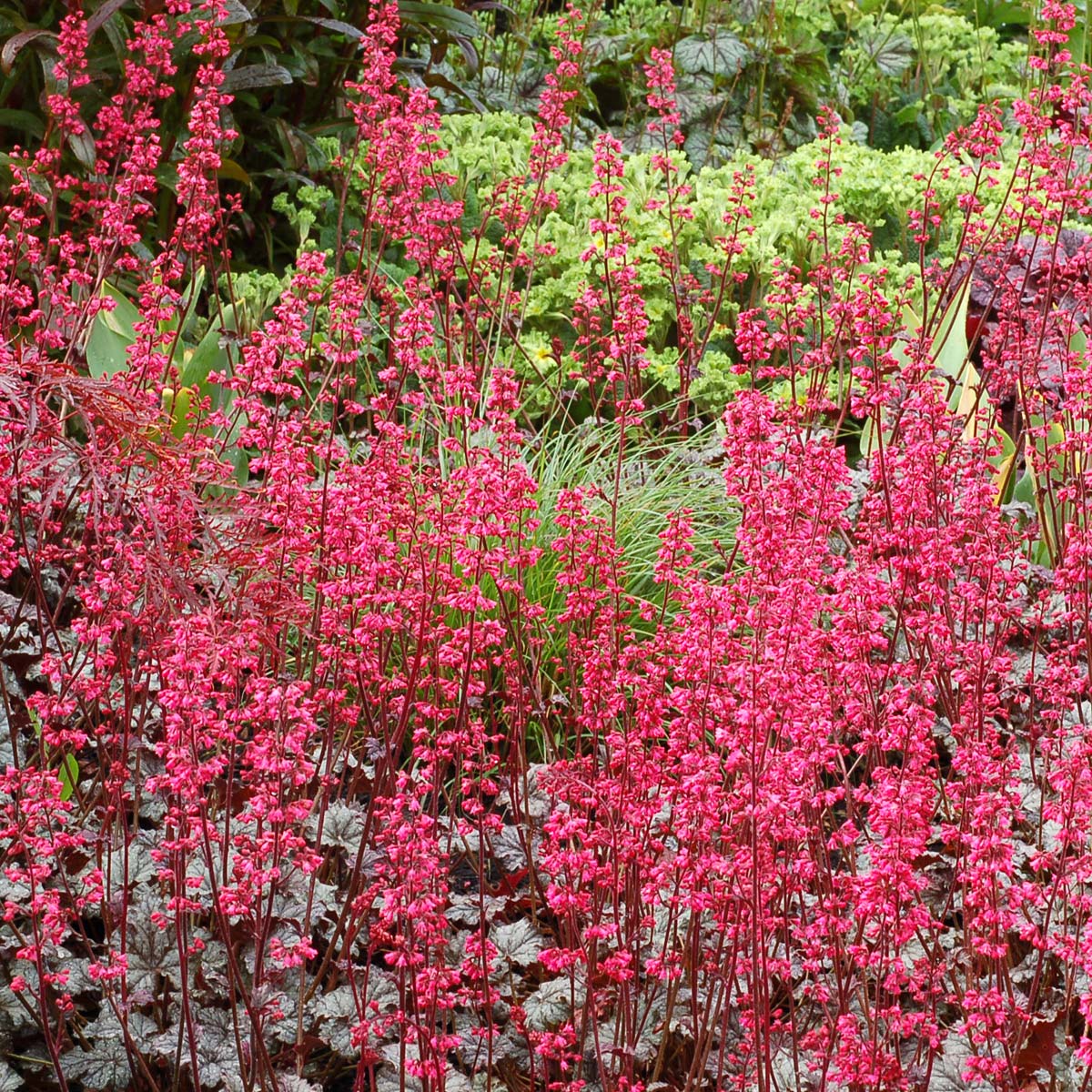 Heuchera 'Rave On'