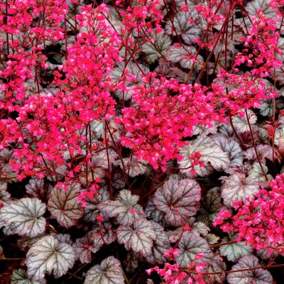 Heuchera 'Rave On'