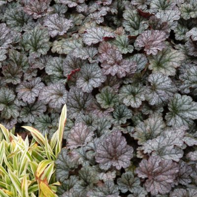 Heuchera 'Rave On'