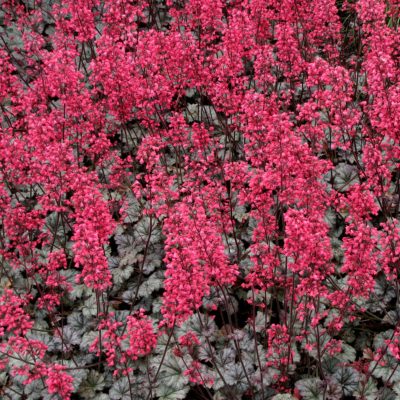 Heuchera 'Rave On'