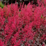 Heuchera 'Rave On'