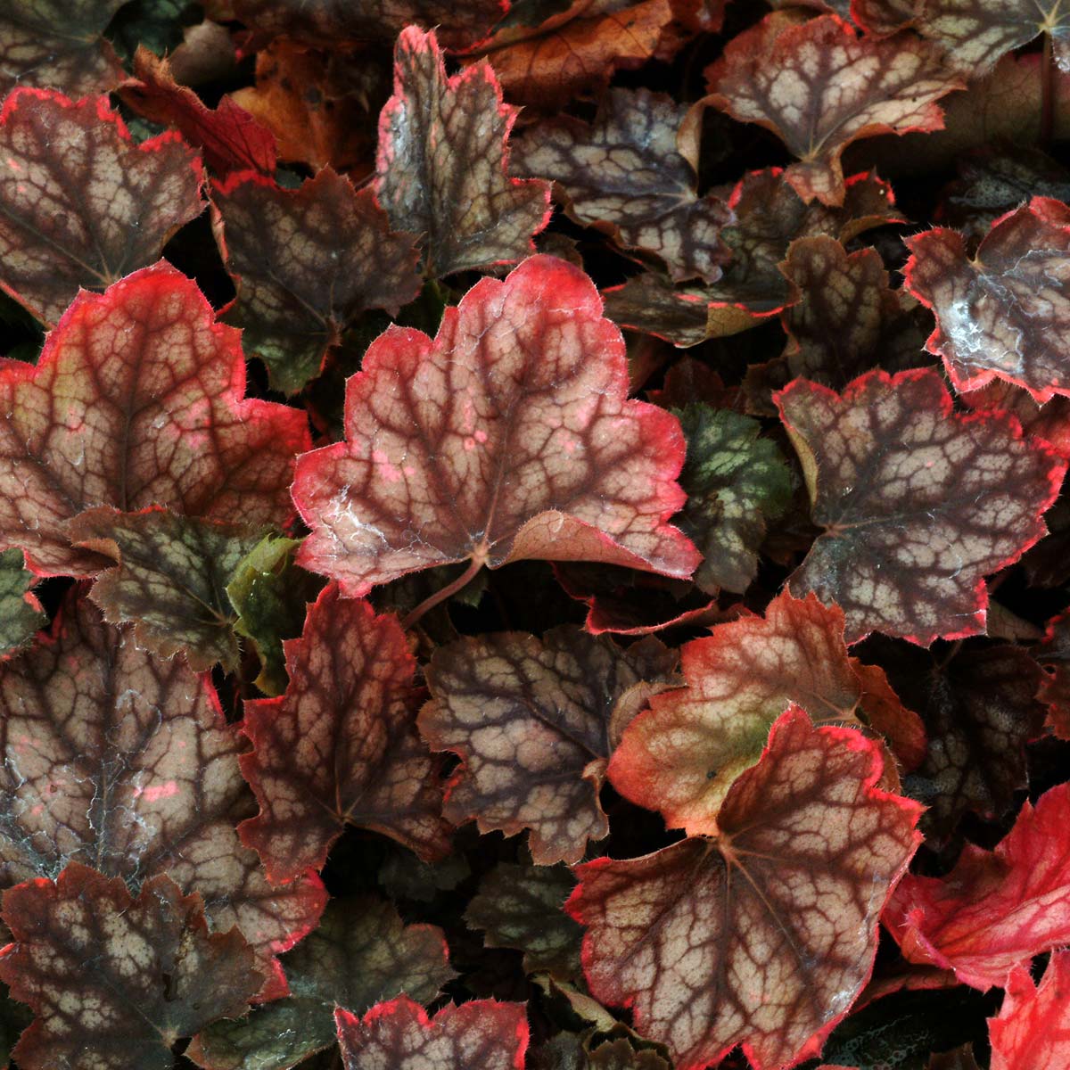 Heuchera 'Ring of Fire'