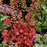 Heuchera 'Root Beer'