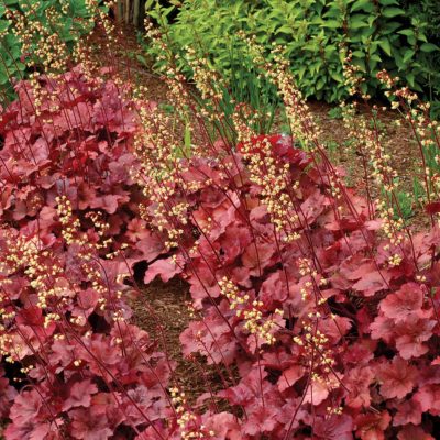 Heuchera 'Root Beer'