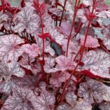 Heuchera 'Ruby Veil'